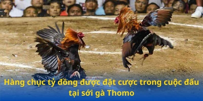 Hàng chục tỷ đồng được đặt cược trong cuộc đấu tại sới gà Thomo