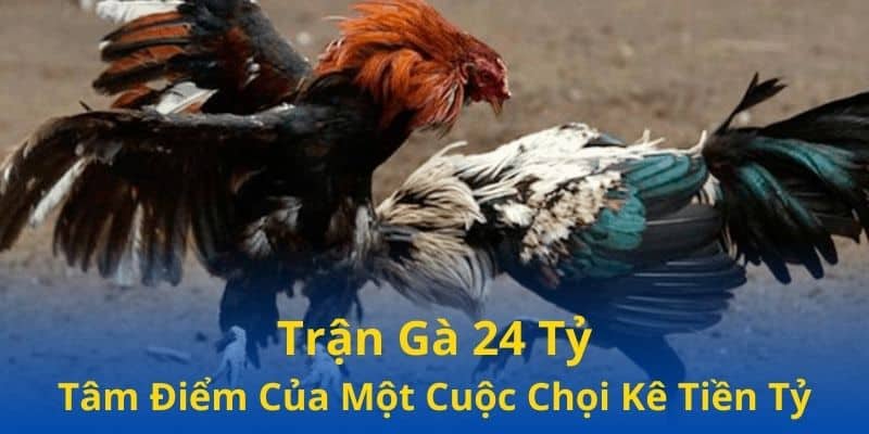 Trận Gà 24 Tỷ - Tâm Điểm Của Một Cuộc Chọi Kê Tiền Tỷ